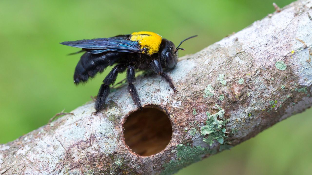 How to Get Carpenter Bees Out of Your Yard Without Killing Them