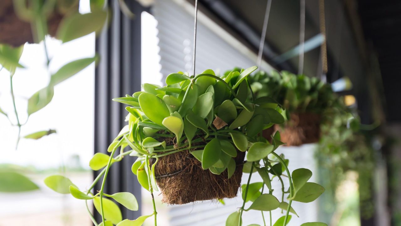 The Smartest Way to Hang Plants in Your Windows and Save Space