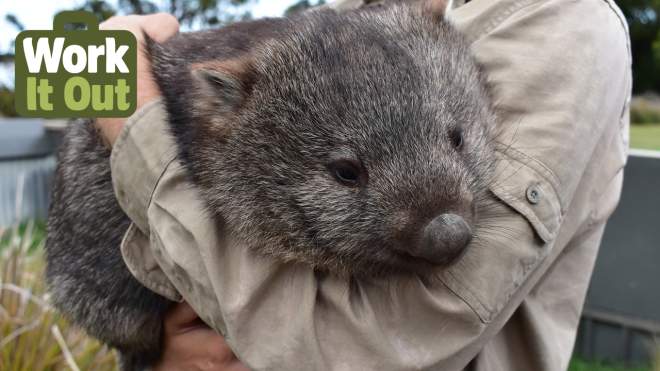 Work It Out: What It’s Really Like to Be a Zookeeper in Australia