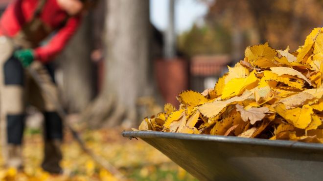 Don’t Throw Away Dead Leaves From Your Lawn (Do This Instead)