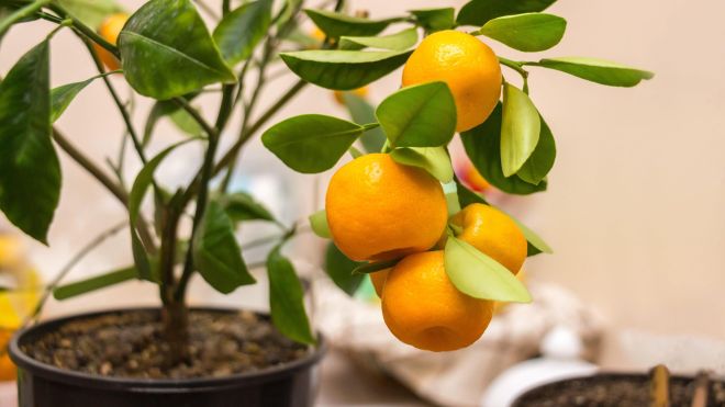 Move These Outdoor Potted Plants Indoors If You Want Them to Survive the Winter