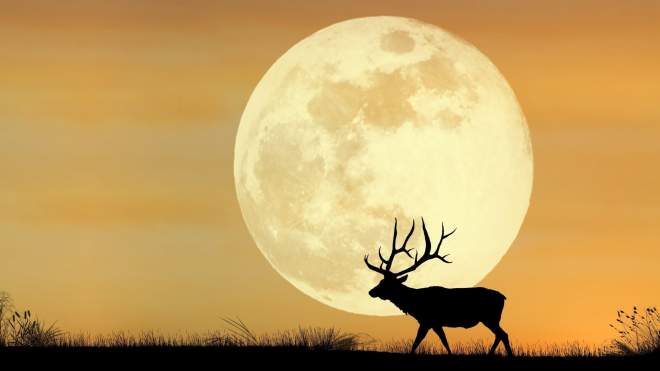 When to See the Spooky Hunter’s Moon at Peak Brilliance This Month