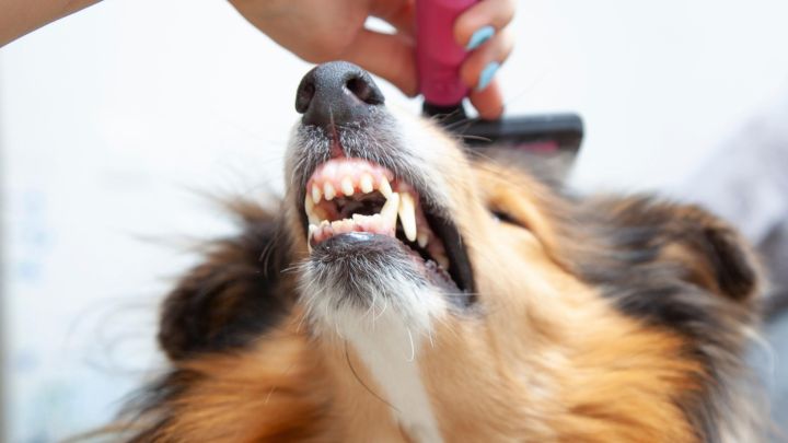 How to Groom Your Dog at Home Without Traumatising Them