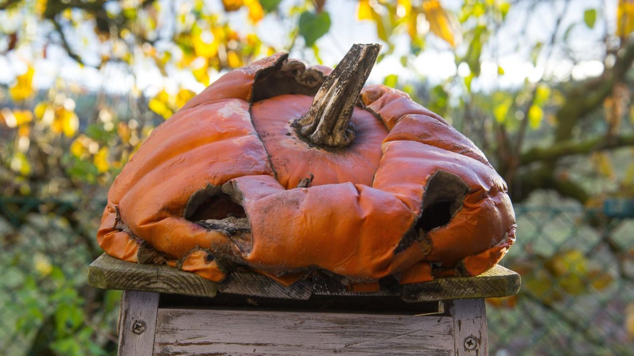 Stop Throwing Your Rotting Pumpkins in the Bin (and Do This Instead)