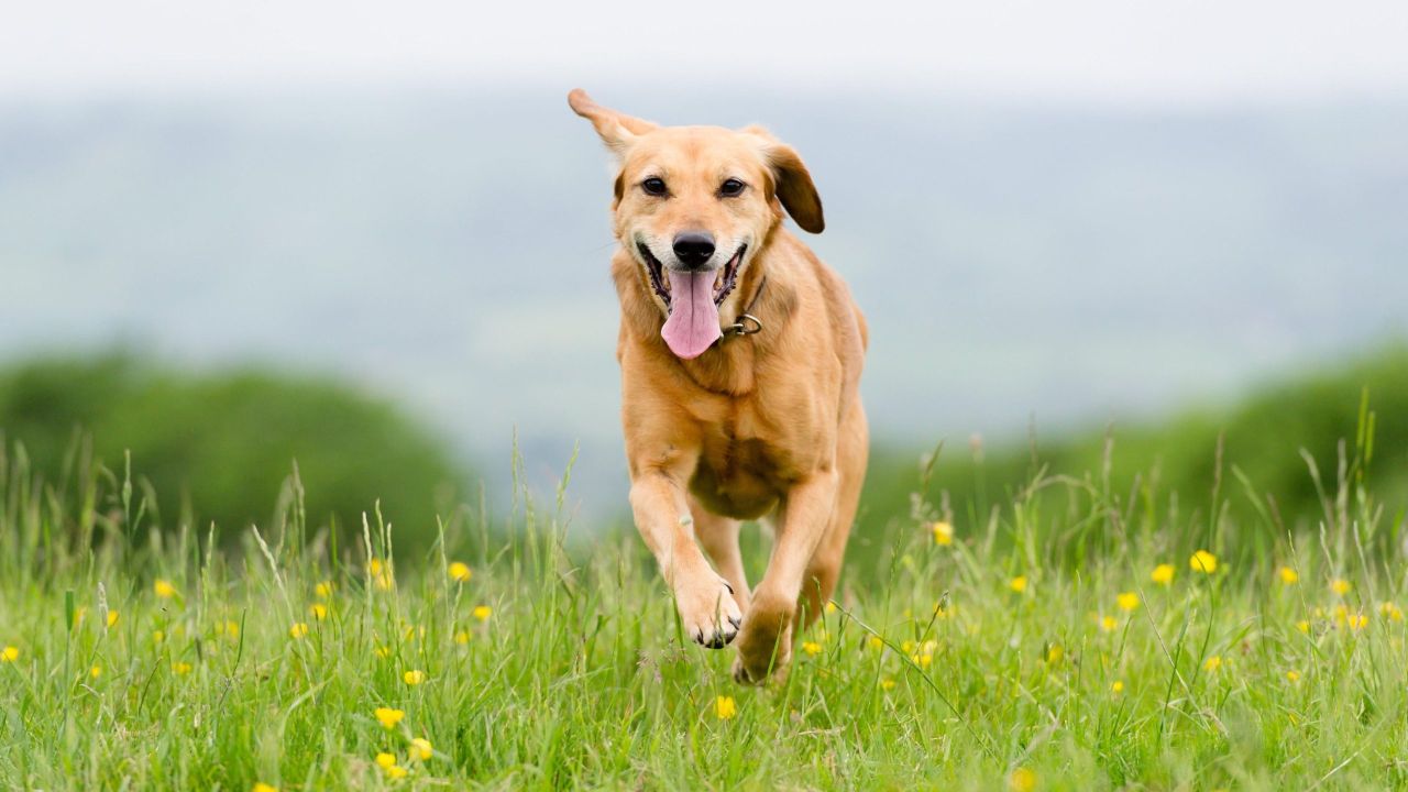 You Can Use GPS to Track Your Pet (Because a Microchip Won’t)
