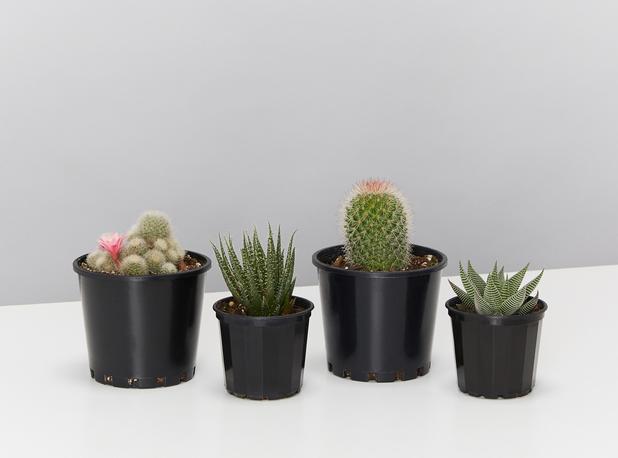 Cacti plants