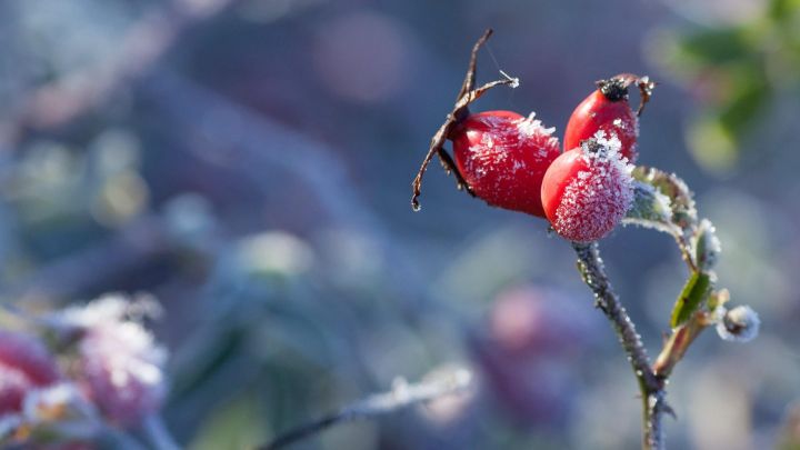 How to Prepare Your Garden for the First Frost