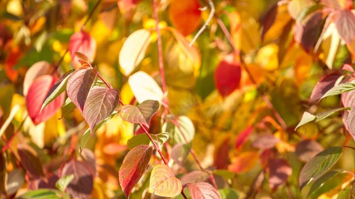 Don’t Prune These Shrubs in Autumn