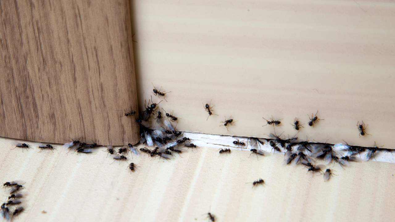 Get Paid $2,660 to Live in a Pest-Infested House