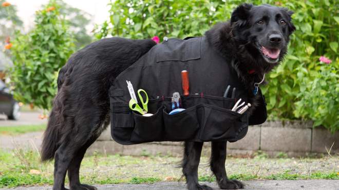 Make Your Very Good Dog Their Own Tool Bag