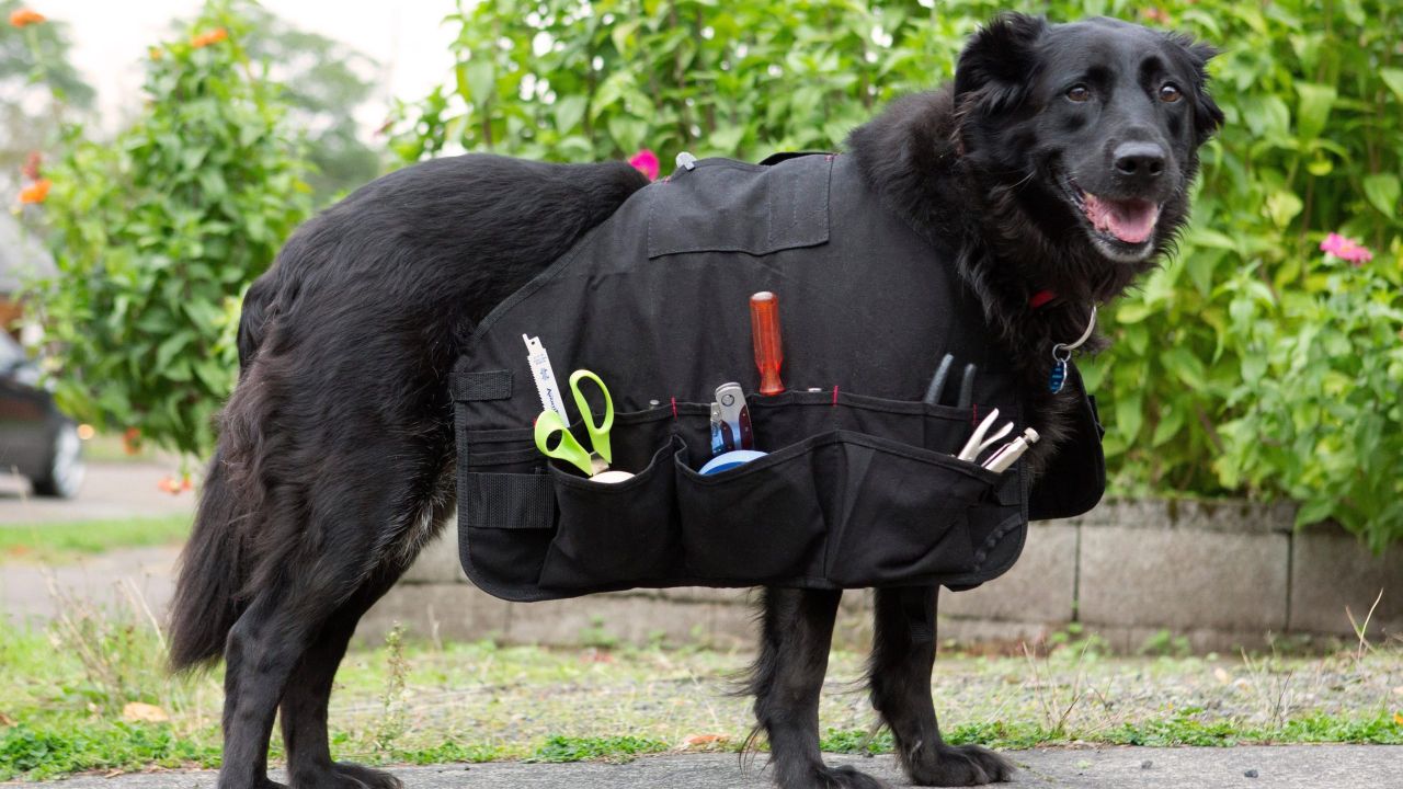 Make Your Very Good Dog Their Own Tool Bag