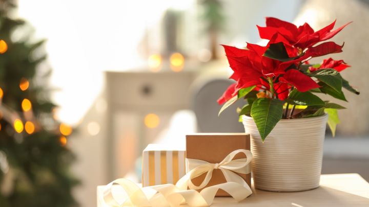 How to Keep Your Poinsettias Alive Until Christmas
