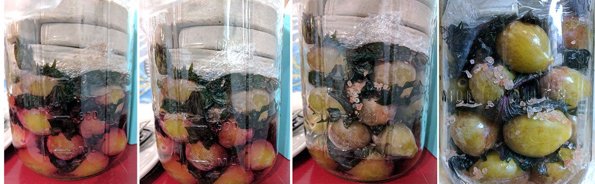 From the left, umeboshi is process. Plums, shiso and pink salt under pressure on day one. On day two, you see umeshu starting to form. By day three, that umeshu has been coloured by the shiso. And by day four, the umeboshi are almost fully covered by the umeshu and the weights have compressed the plums.  (Photo: Amanda Blum)