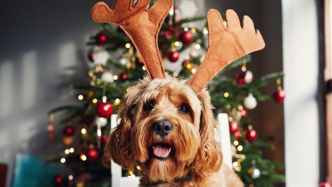 Keep Your Pets Away From These Christmas Foods