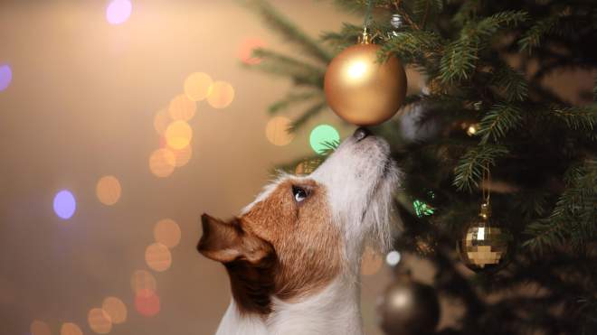 Cover Your Christmas Tree Water, and Other Ways to Protect Your Pet Over the Holidays
