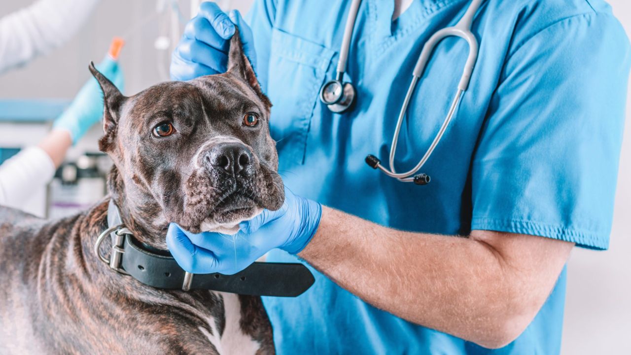 What You Should Know Before Switching Your Dog to an Annual Heartworm Shot