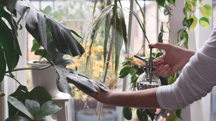 How to Care for High-Humidity Houseplants Without Killing Them