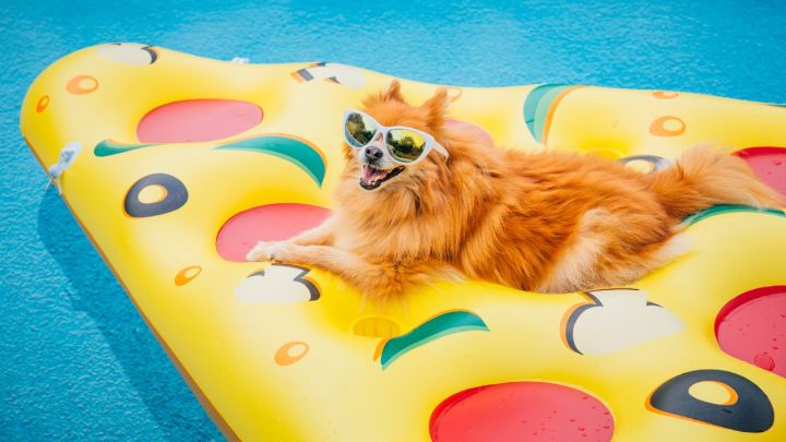 7 Tips to Keep Your Pets Safe This Summer