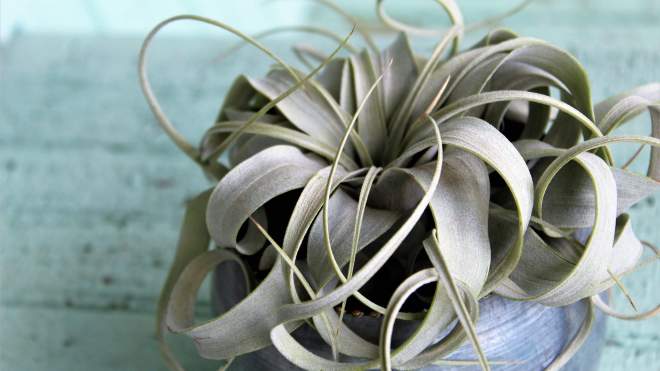 How to Take Care of Air Plants
