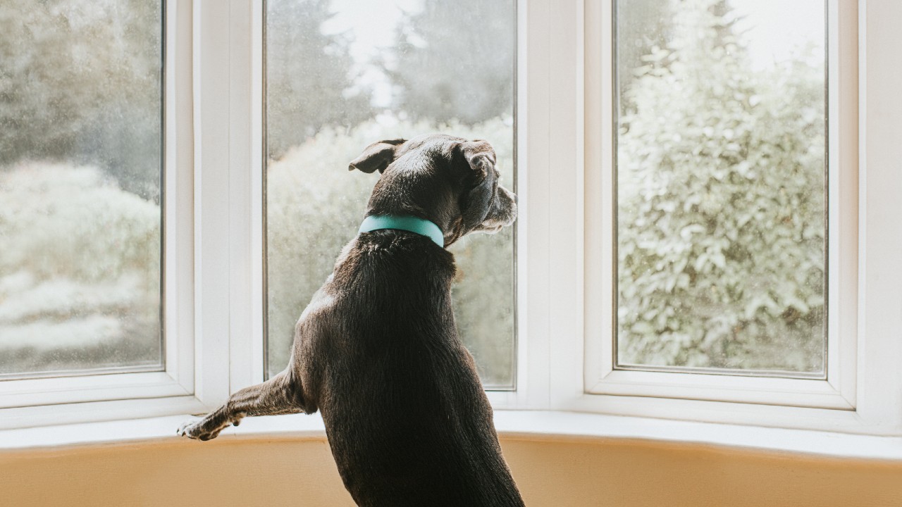What to Do About Your Dog’s Separation Anxiety