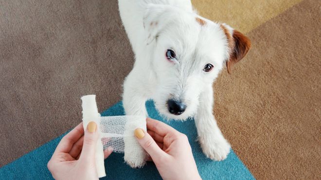 The First Aid Supplies Every Dog Owner Needs