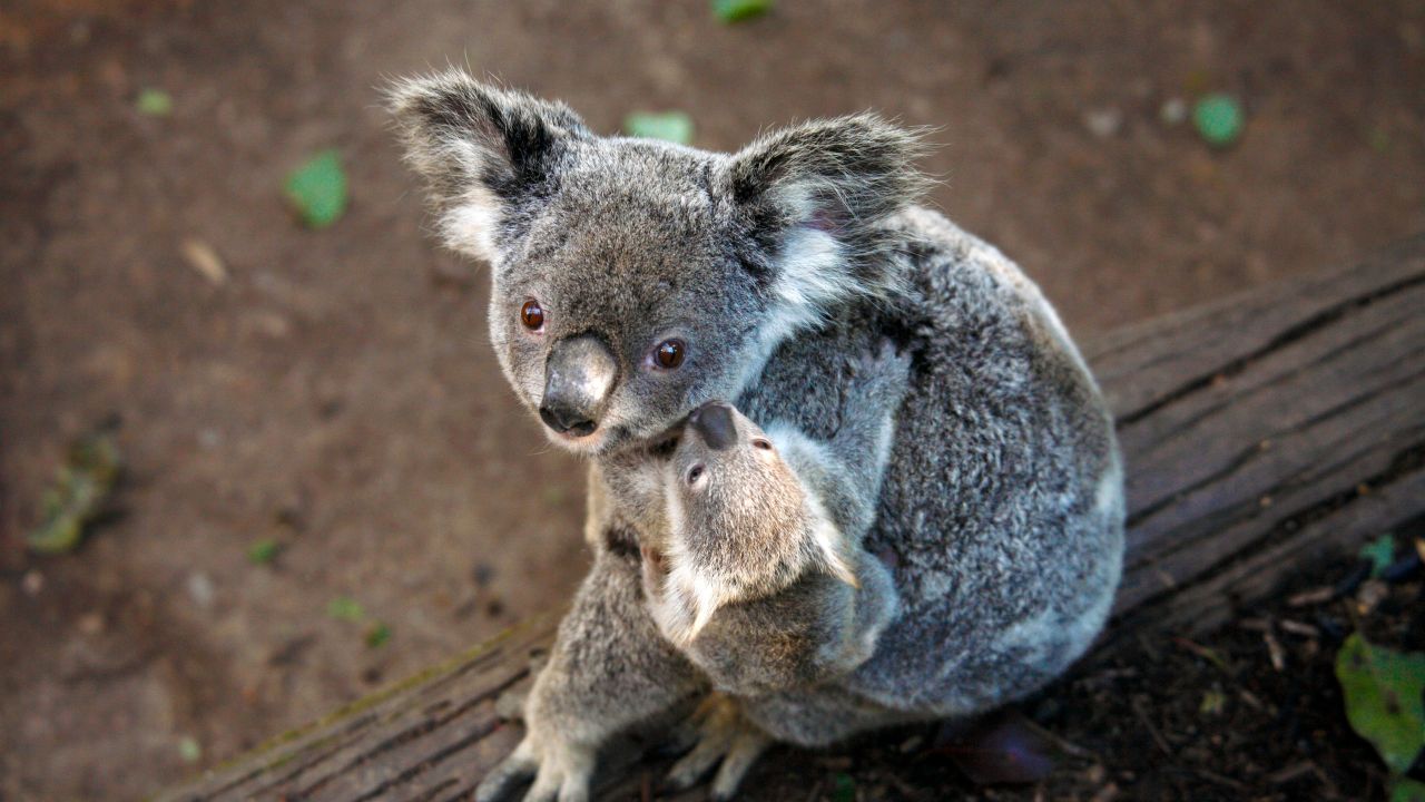 How Australia is Failing Koalas
