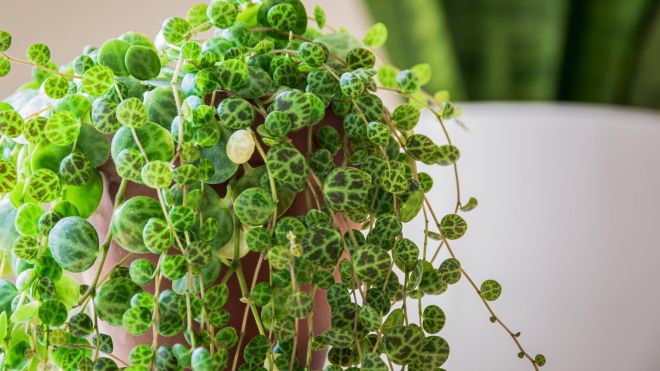 You Need These Trailing Plants That Are Almost Impossible to Kill