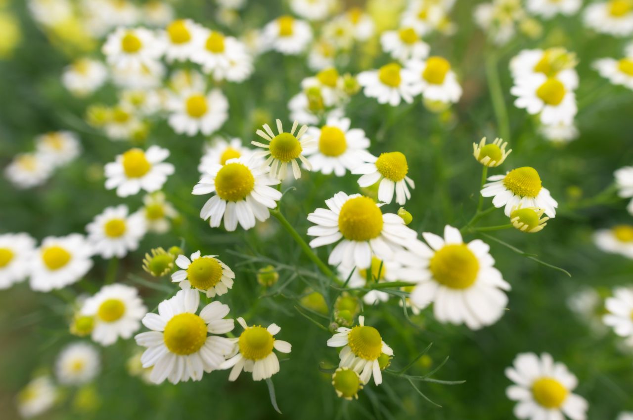 Ask LH: Does Chamomile Tea Actually Calm You Down?