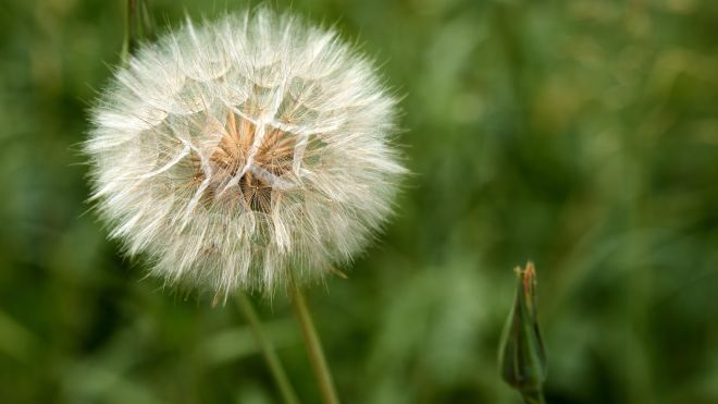 20 Weeds in Your Garden That You Really Shouldn’t Kill
