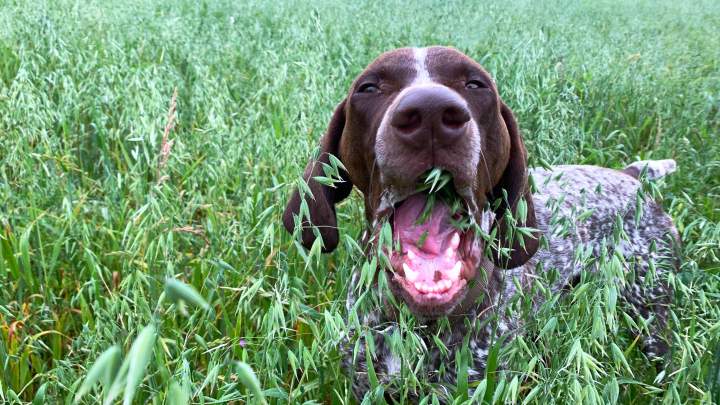 How to Stop Your Dog From Eating Grass