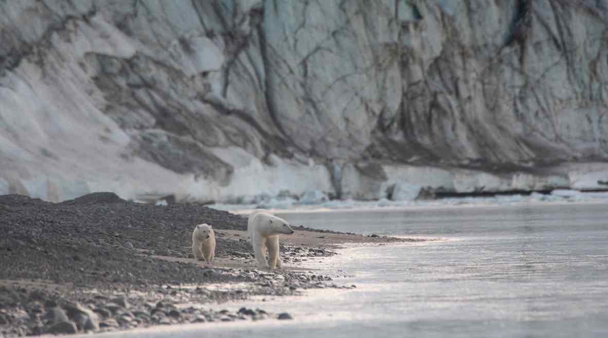 Polar Bear Disney nature documentary