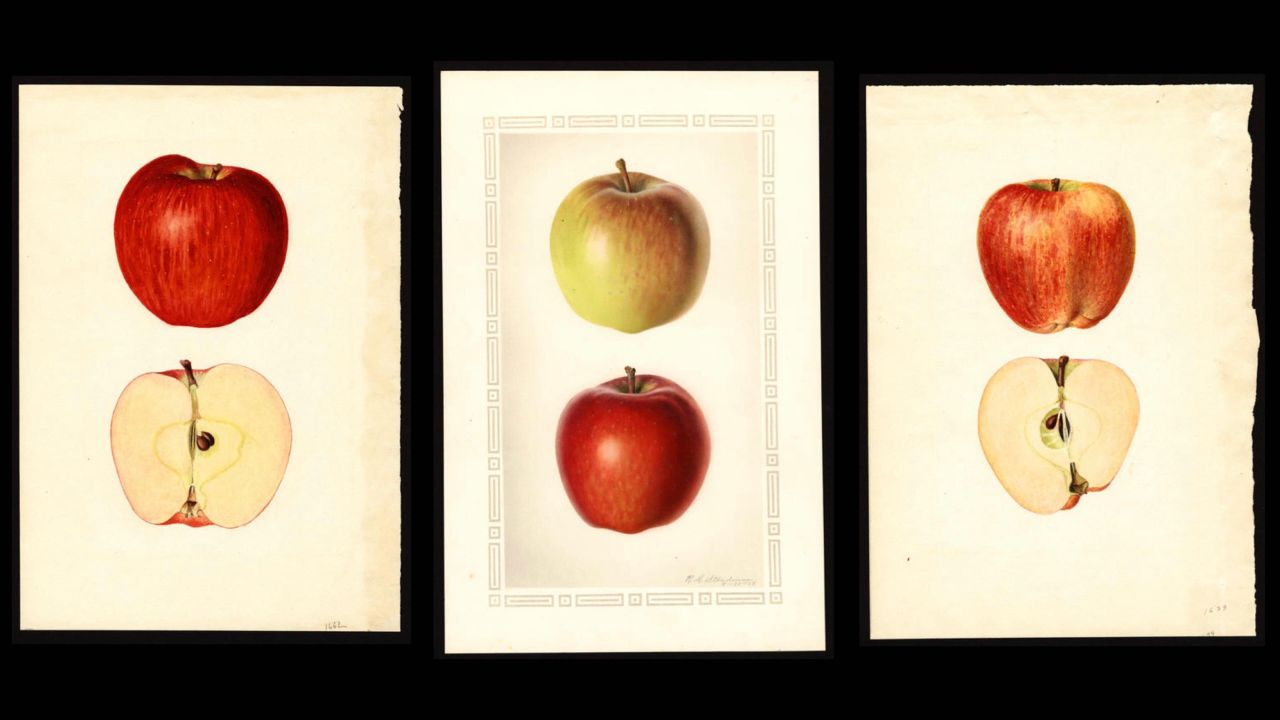 Yep, these are all the apple now known as Red Delicious. (Illustration: USDA Pomological Watercolor Collection, Other)