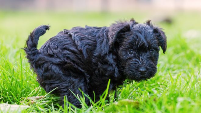 The Colour of Dog Poop, and 9 Other Things That Changed Without You Noticing