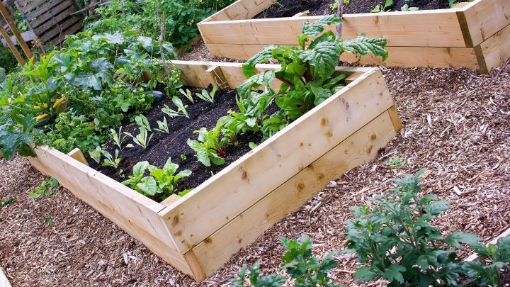 Is Gardening Really Cheaper Than Buying Fruits and Vegetables?