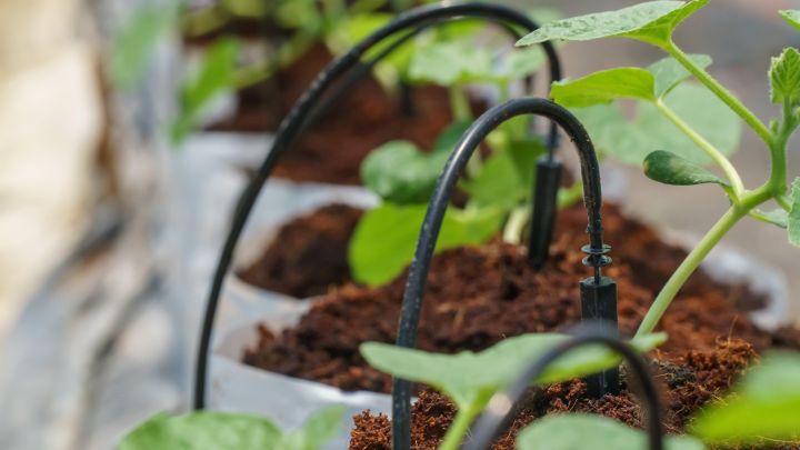 Save Time and Money With Your Own Garden Drip Irrigation