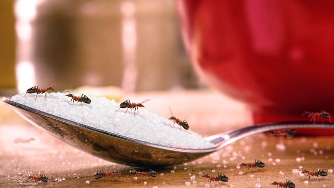 Use These Pantry Items as Pet-Safe Ant Repellants