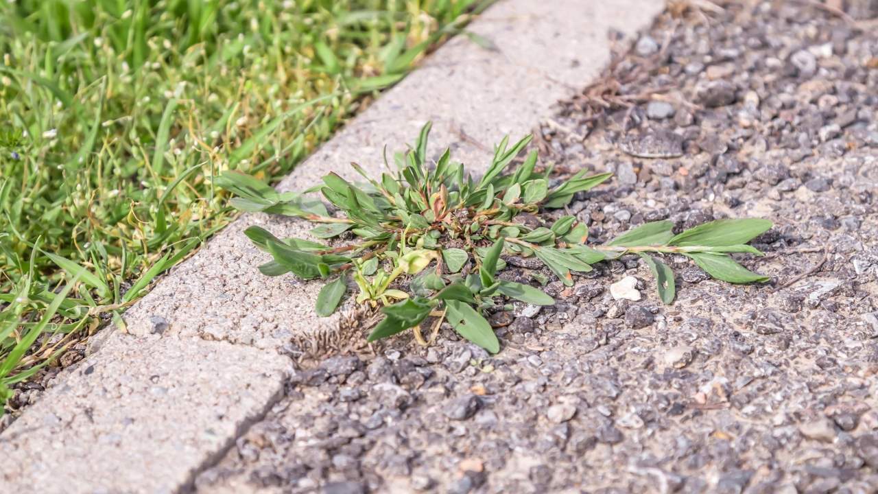 How to Get Rid of Weeds That Grow Through Cracks in the Pavement