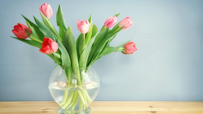 How to Keep Tulips From Drooping