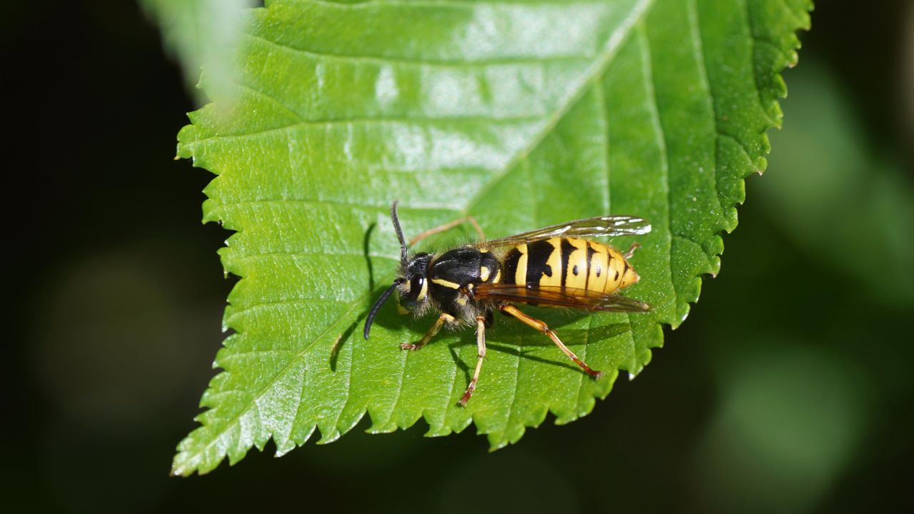 How to Attract Wasps to Your Garden (and Why You Should)