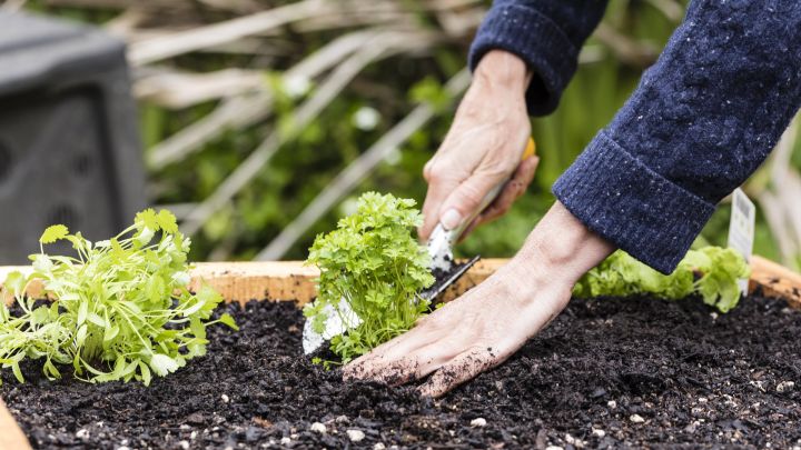 How to Find Free (or Cheap) Soil for Your Raised Garden Beds