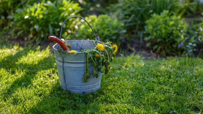 This DIY Weed Killer Is Safe for Your Kids and Pets