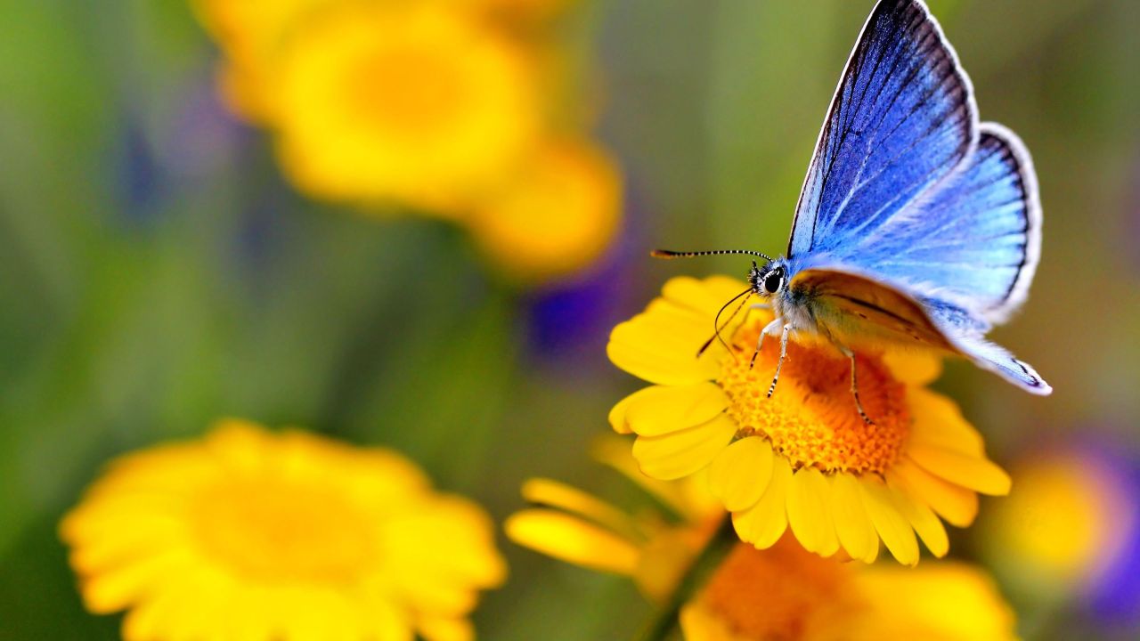 How to Attract Butterflies to Your Garden and Yard