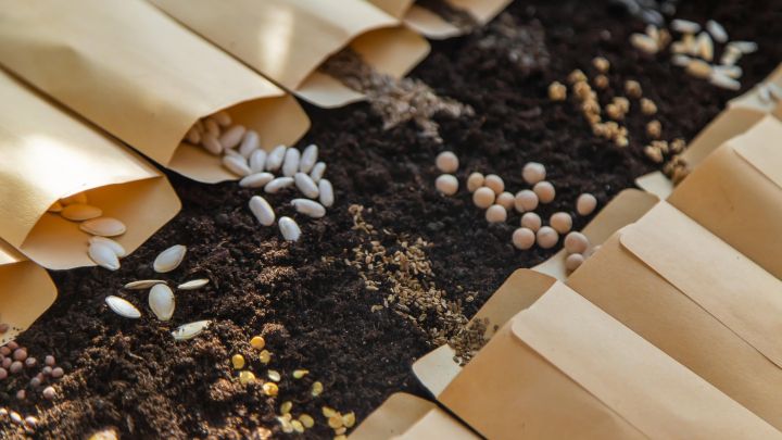Why You Should Pre-Sprout Your Seeds