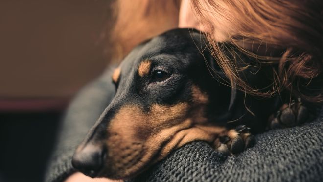 Why Your Dog Smells Worse Than Their Friends