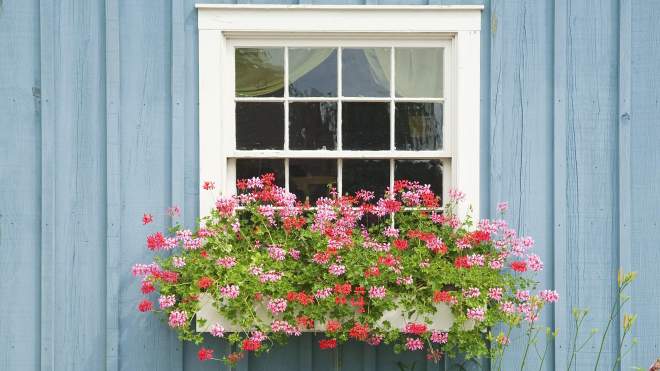 Plant These Hard-to-Kill Flowers in Window Boxes
