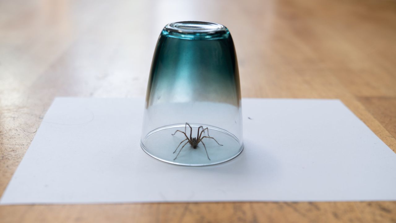 The 5 Worst Bugs to Find in Your House (and 5 That Aren’t So Bad)