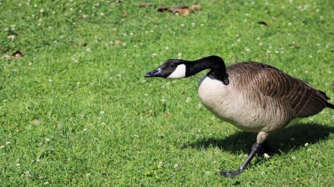 How to Fight a Goose and Win (Just Kidding, You Won’t Win)