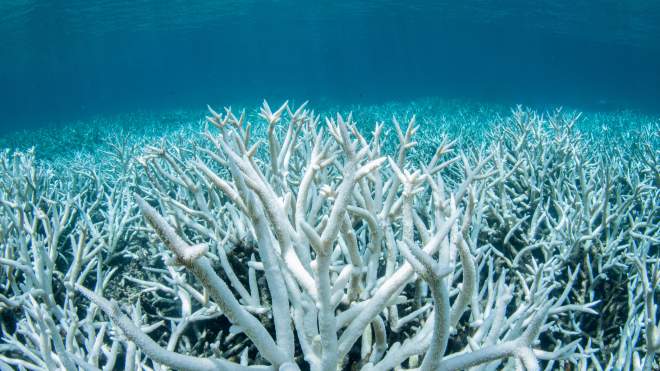 What the Next Australian Government Must Do to Save the Great Barrier Reef