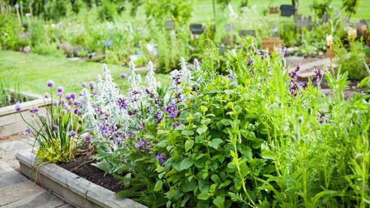 The Best Perennial Herbs You Should Plant in Your Garden