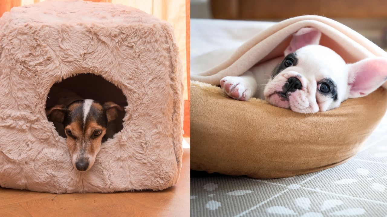 7 Anxiety Dog Beds for That Nervous Pooch of Yours